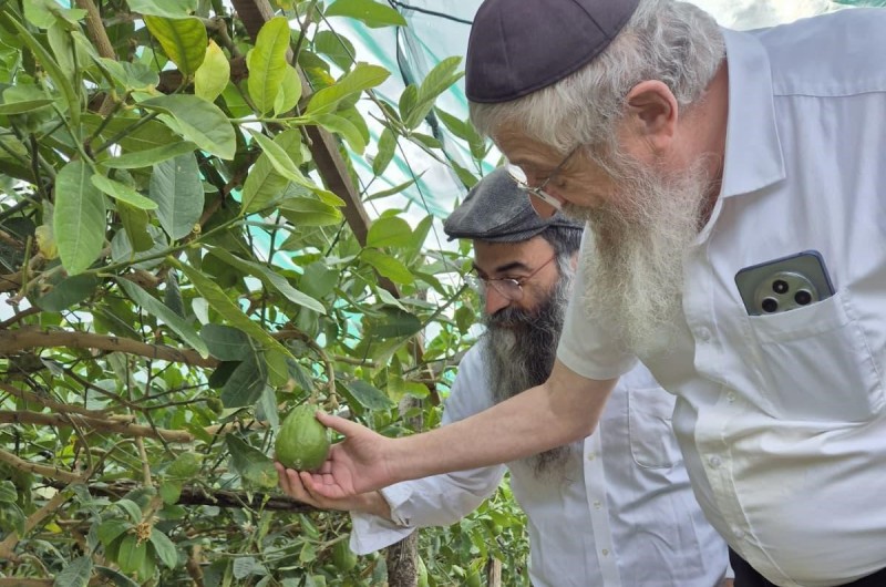 כחודשיים קודם החג: רב קהילת חב