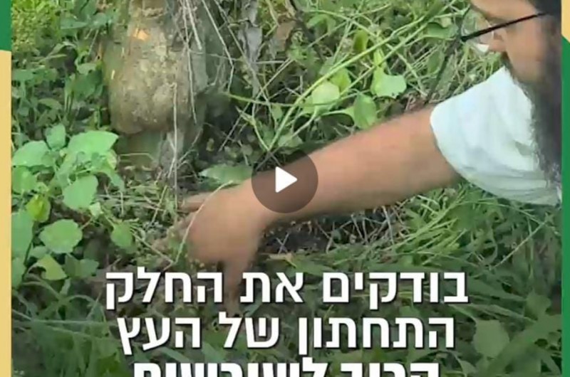 כיצד נזהה 'אתרוגים מורכבים' ואיך נזהרים מהם?