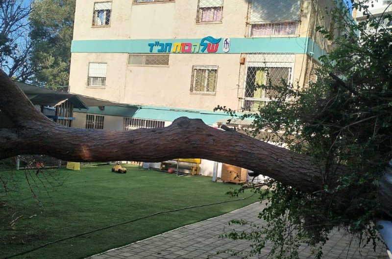 חיפה: עץ גדל מימדים נפל בכניסה לבית ספר 'שלהבות חב